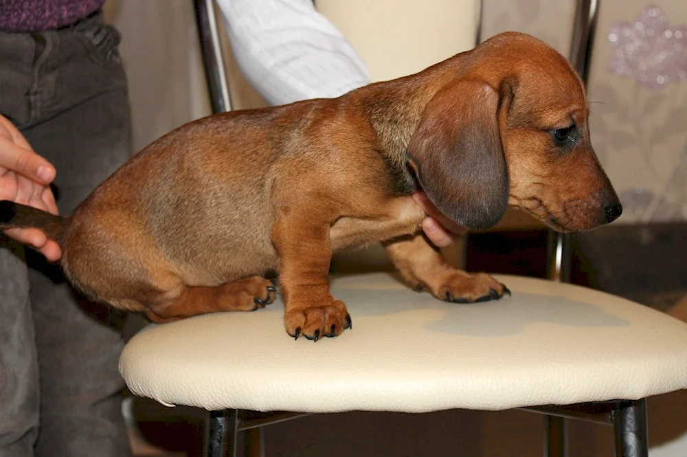 Dachshund mongrel métis