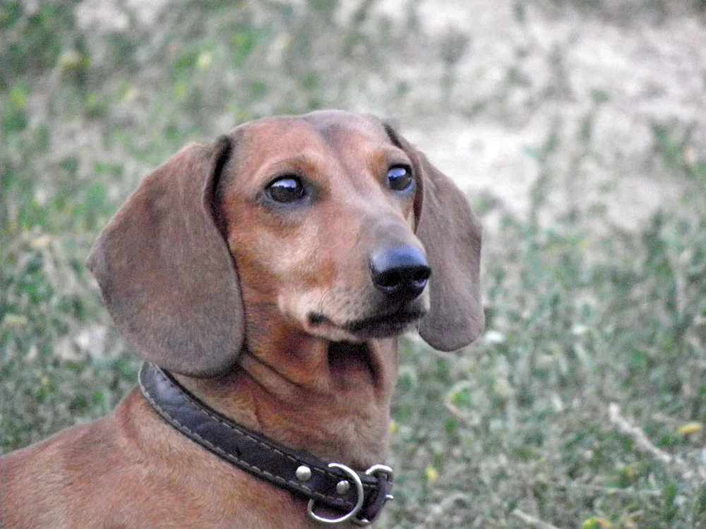 Dachshund métis