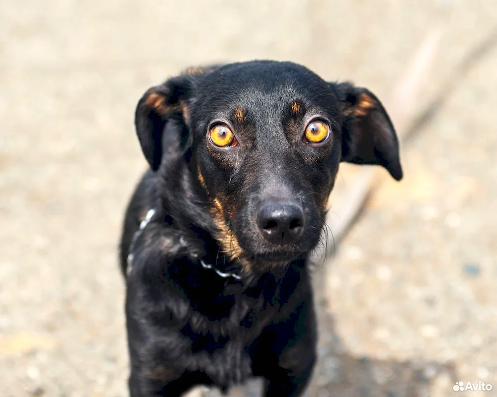 Dachshund métis puppy