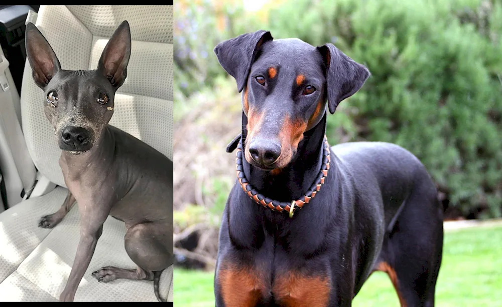 Dachshund and Doberman mestizo