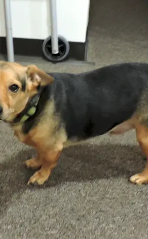 Dachshund and mongrel métis