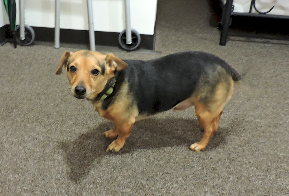 Dachshund and mongrel métis