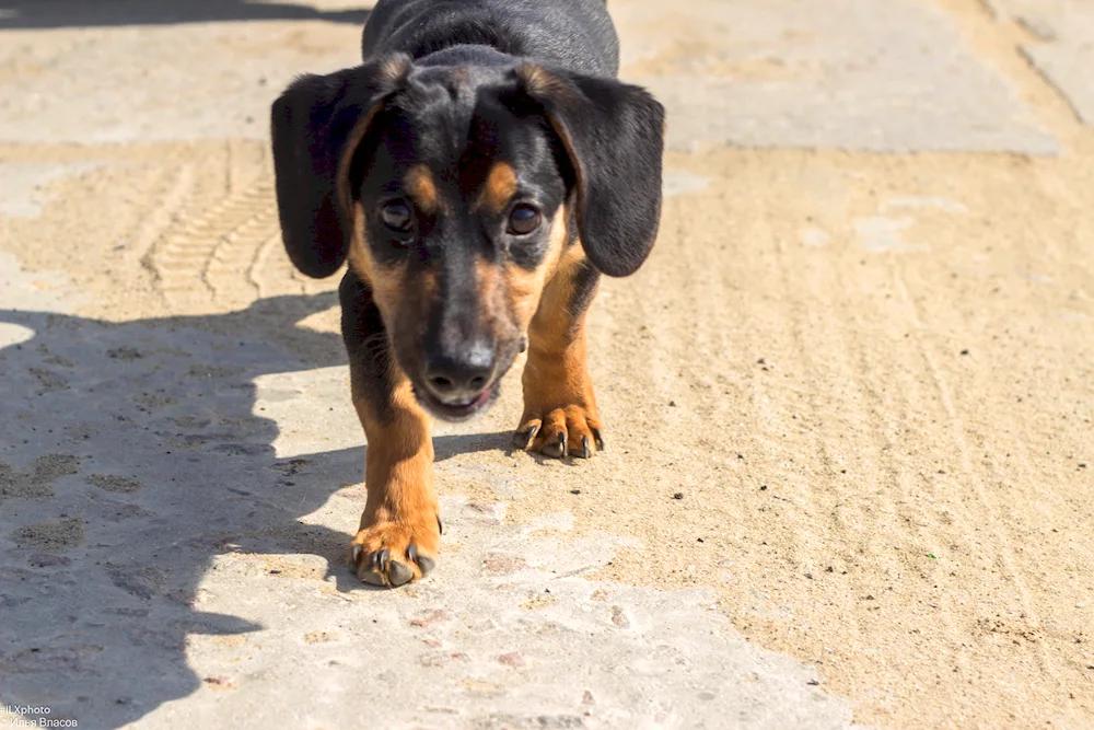 Dachshund and mongrel métis