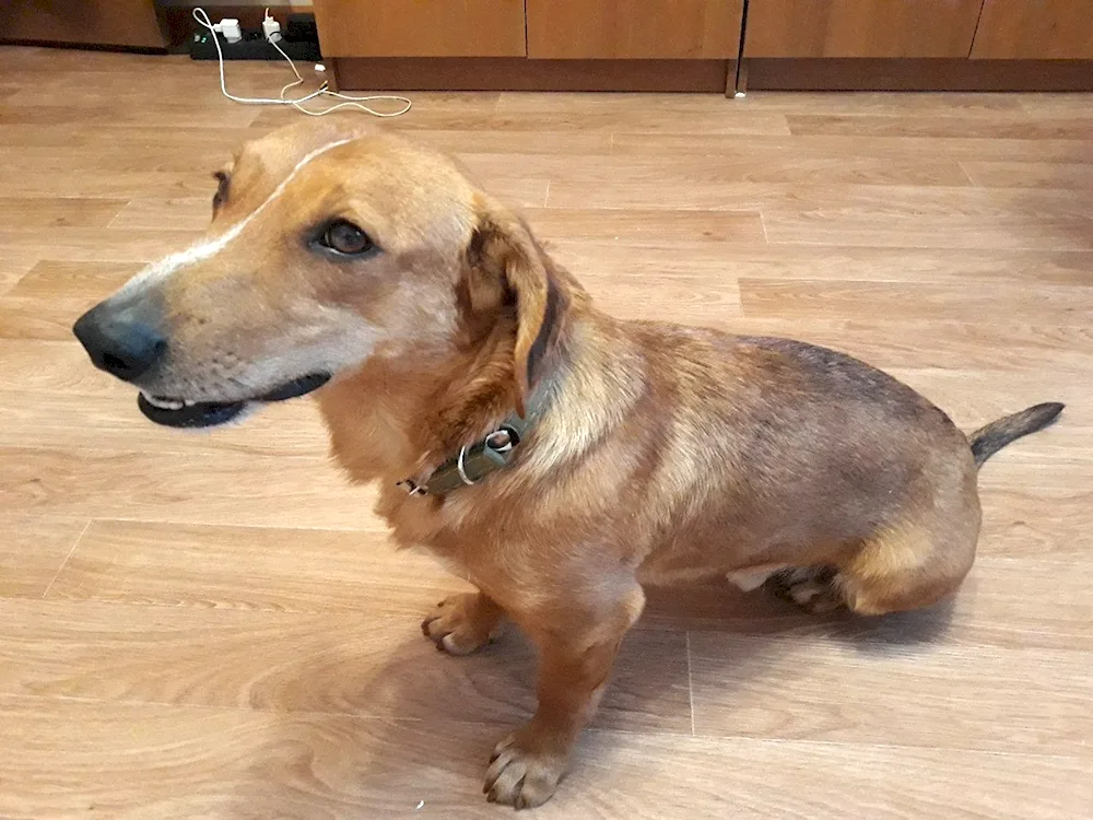 Dachshund and mongrel mix