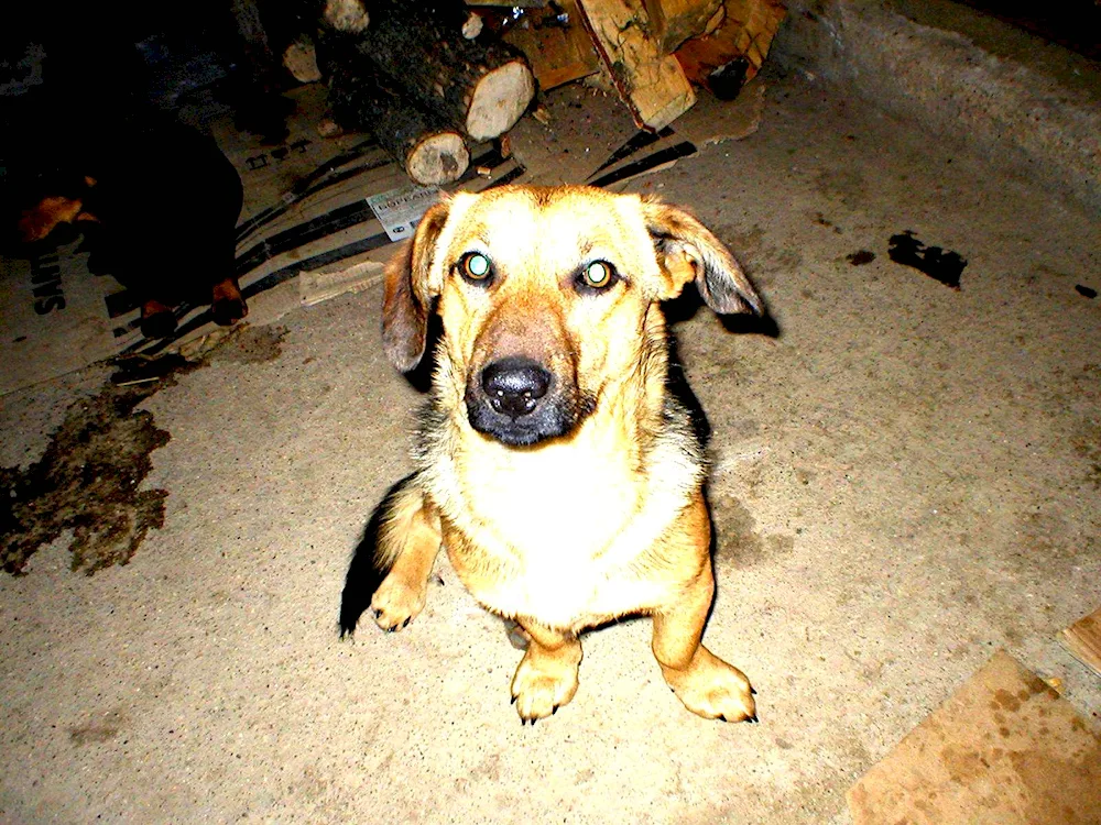 Dachshund and mongrel mix