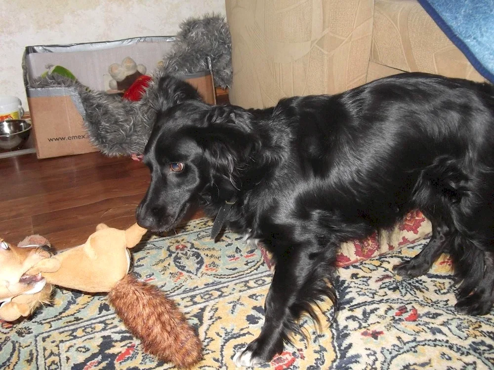 Métis dachshund and cocker spaniel