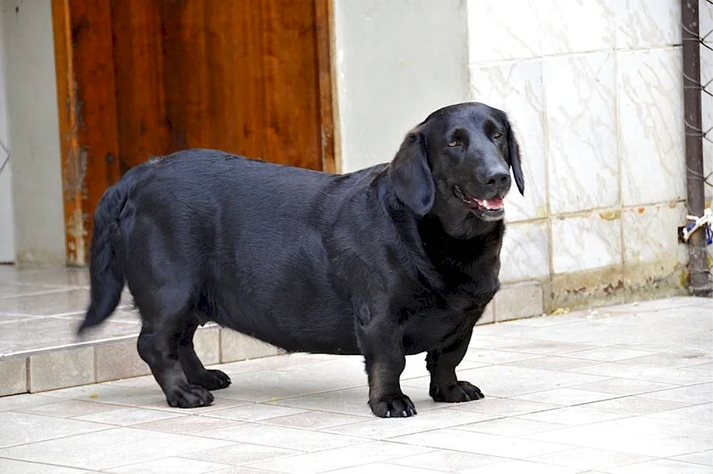 Dachshund standard smooth-haired dog