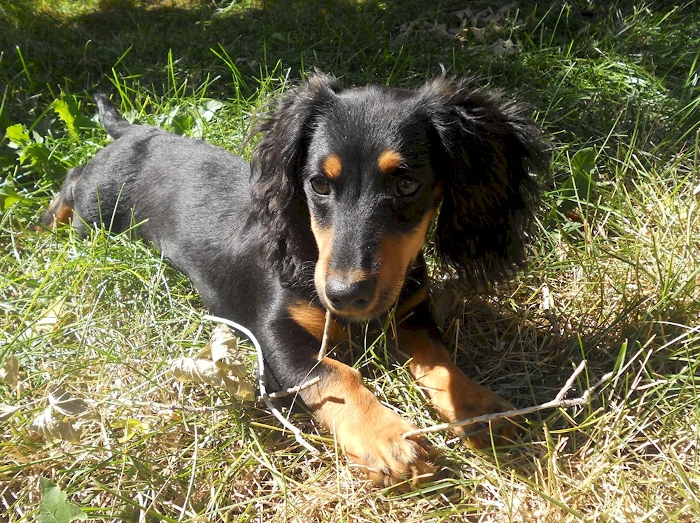 Dachshund and Labrador mix