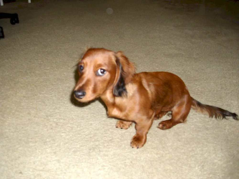 Mixed dachshund papillon