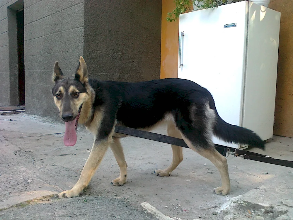 Métis shepherd dog