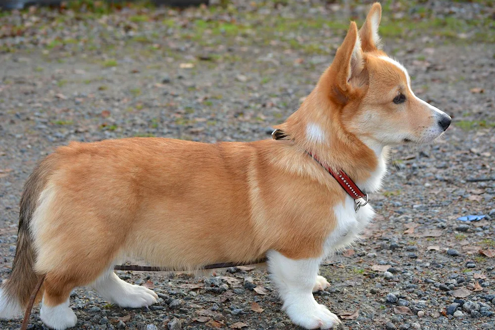 Welsh corgi dog