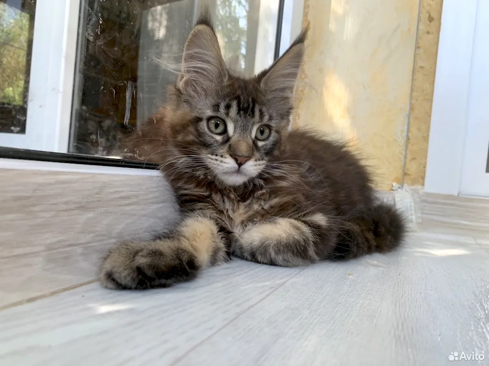 Maine Coon Métis with yard cat