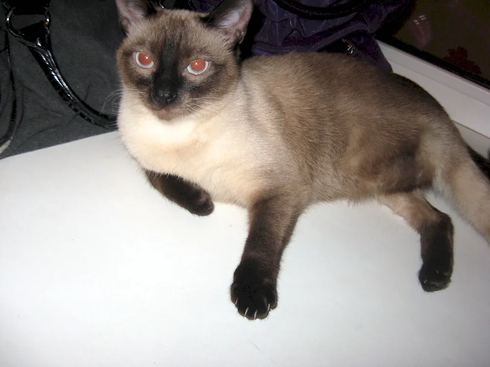 Siamese cat mestizo with British cat