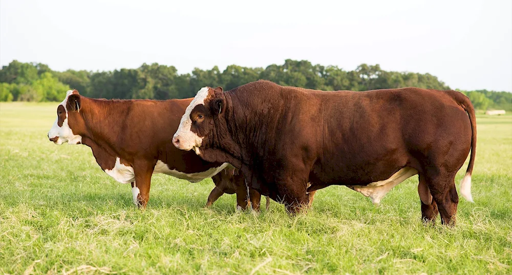 Simmental bulls