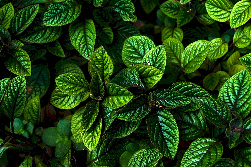 Mint leaves