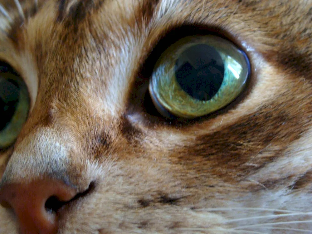 Cat eyes