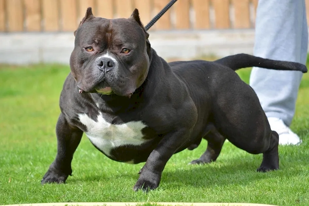 American Bullie Exotic