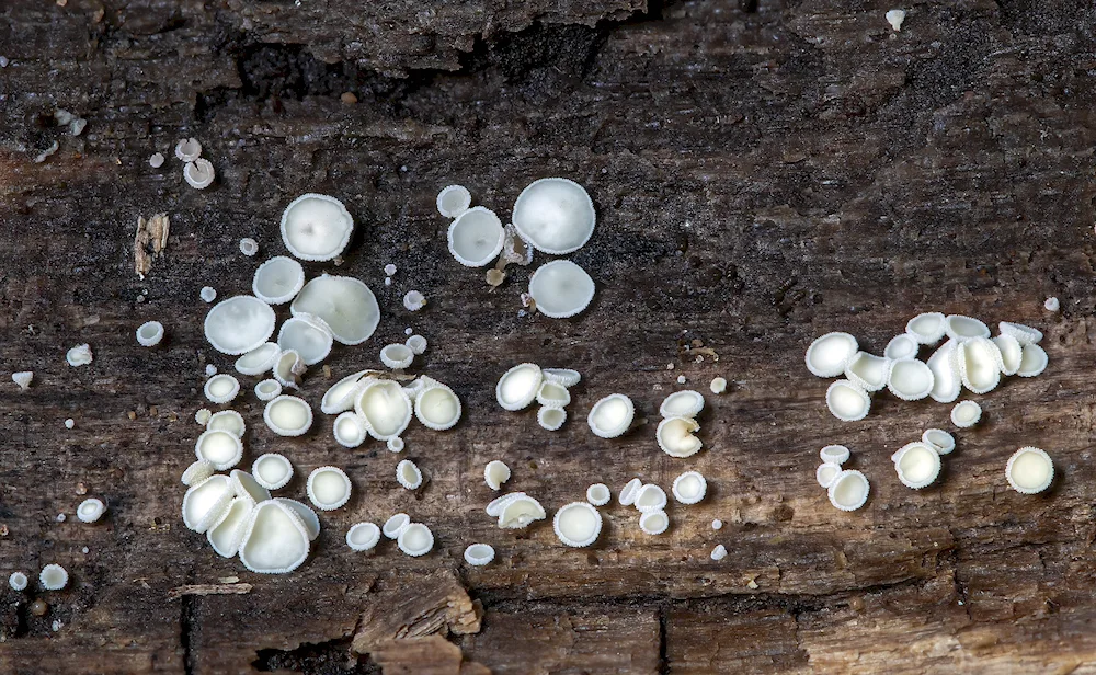 Doublespore Agaricus bisporus