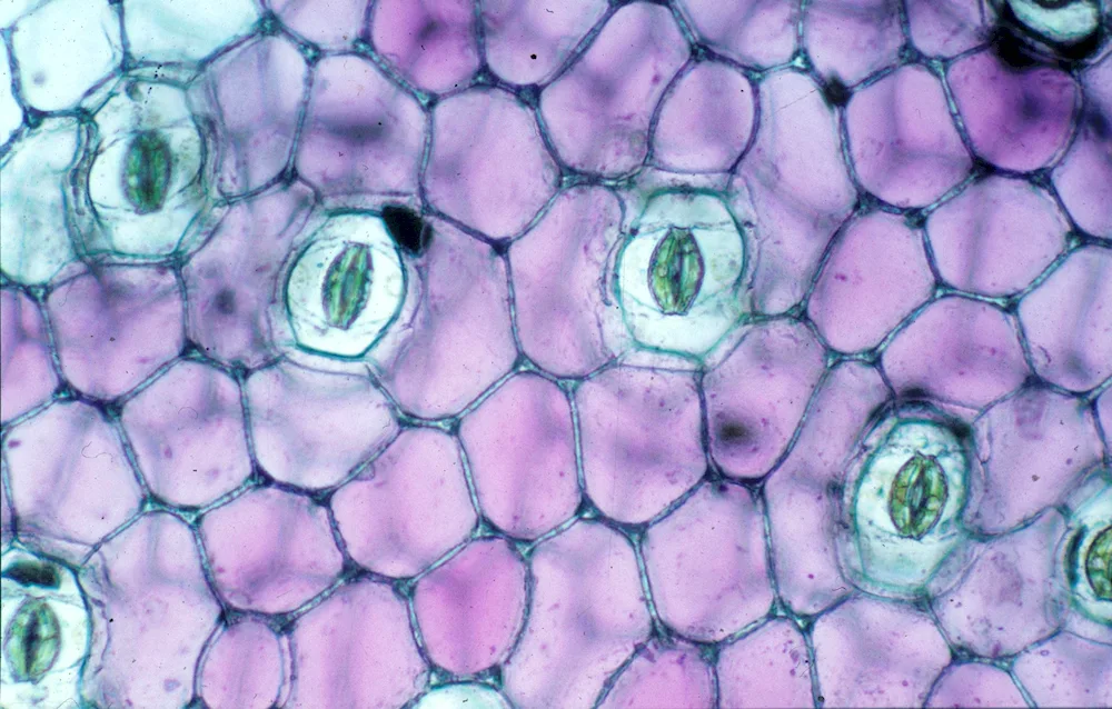 Microdissection of the epidermis of a geranium leaf