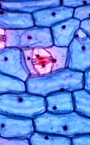 Microscope microdissection of an animal cell under a microscope