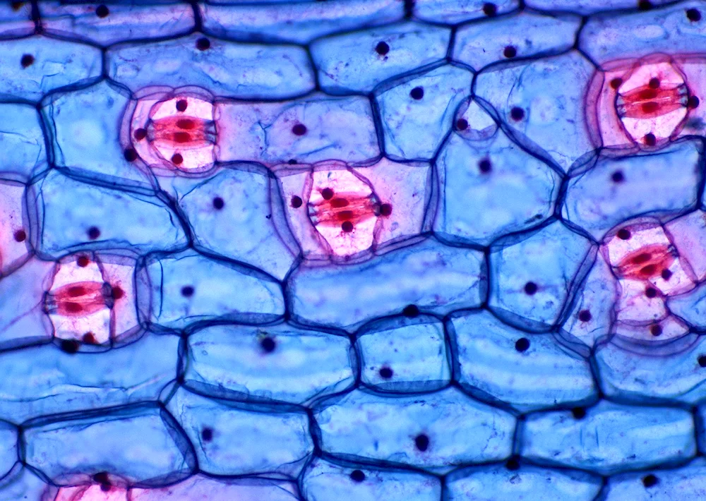 Microscope microdissection of an animal cell under a microscope