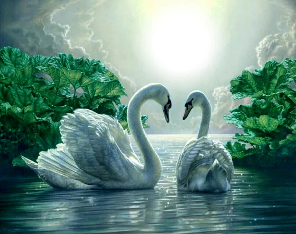 Beautiful swans