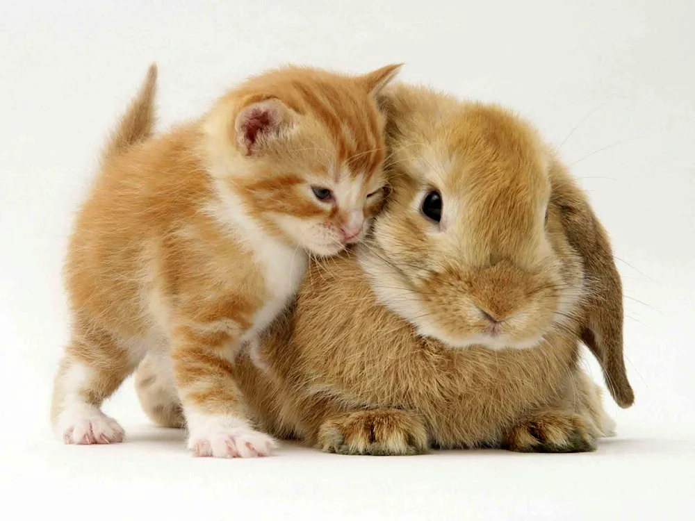 Cat and rabbit