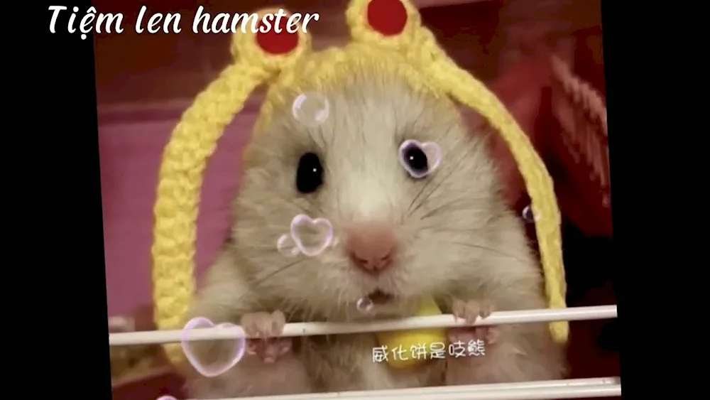 Cute hamsters