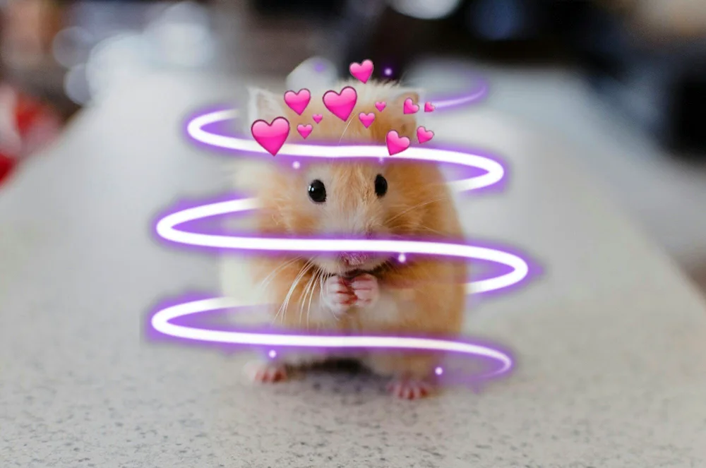 Cute hamsters