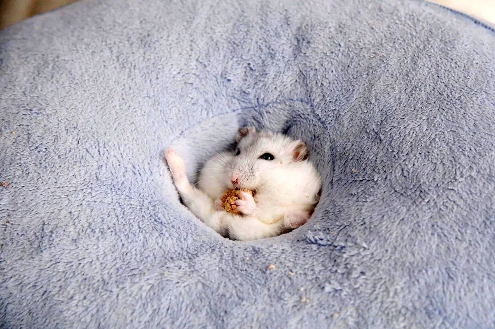 Jungarian hamster