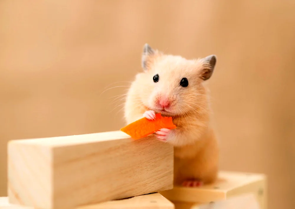 Cute hamsters