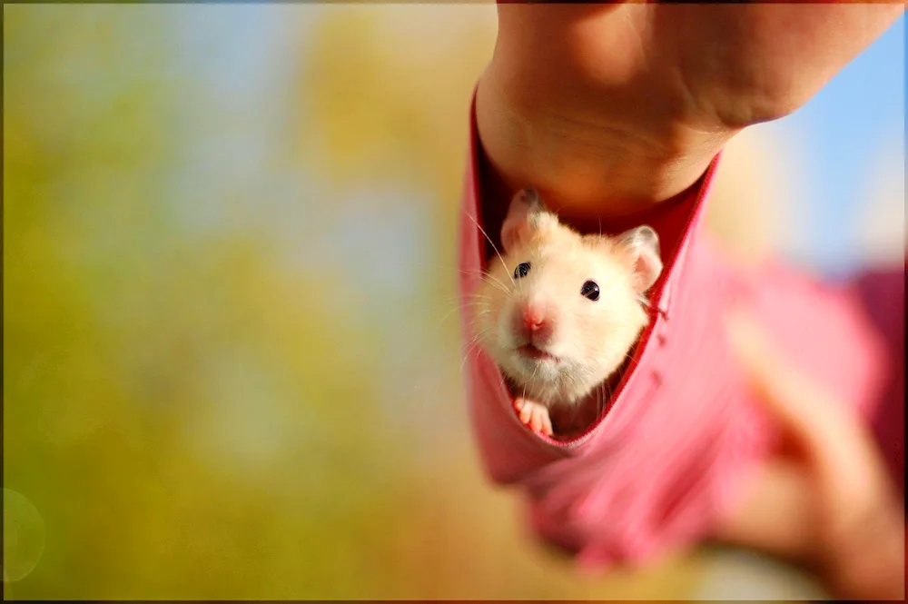 Cute hamsters