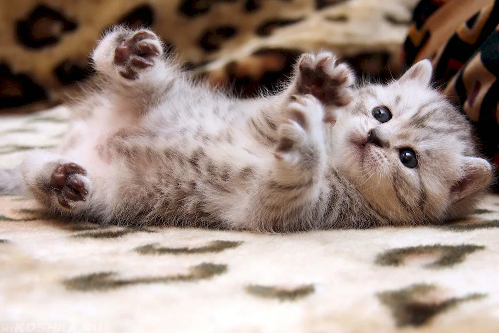 Kittens in black Coon