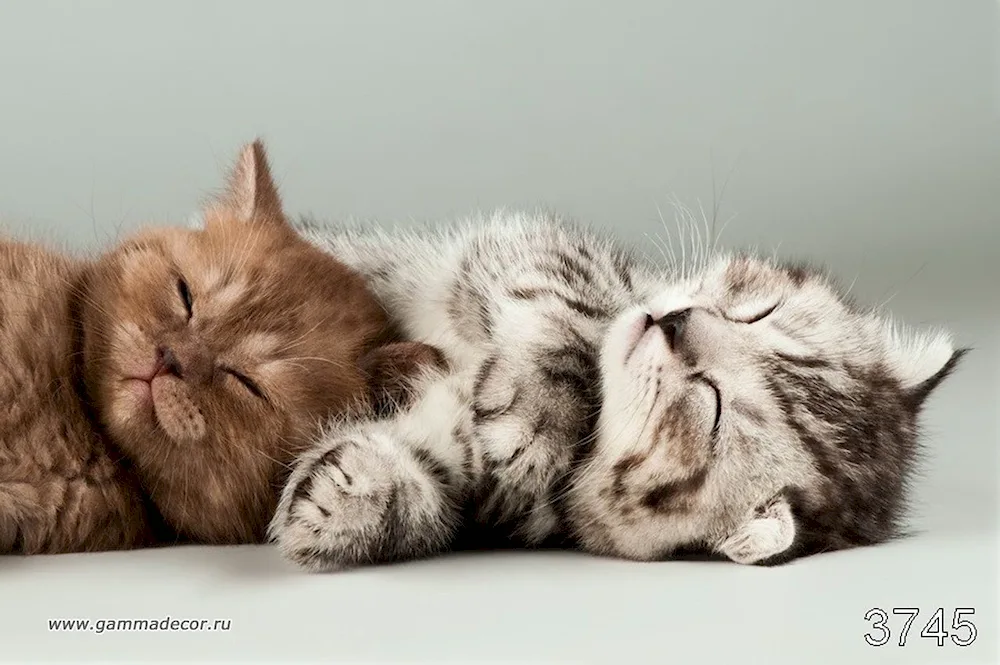 Cute cats