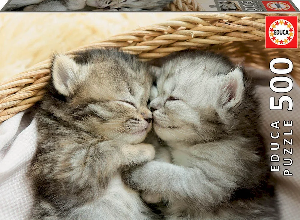 Cats cuddling