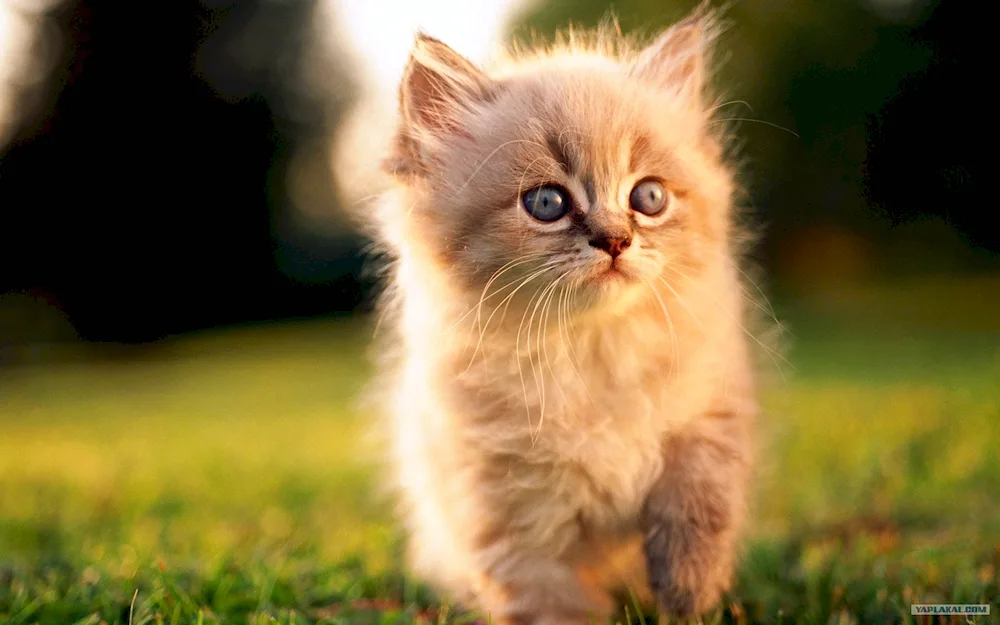 Kittens cartoon