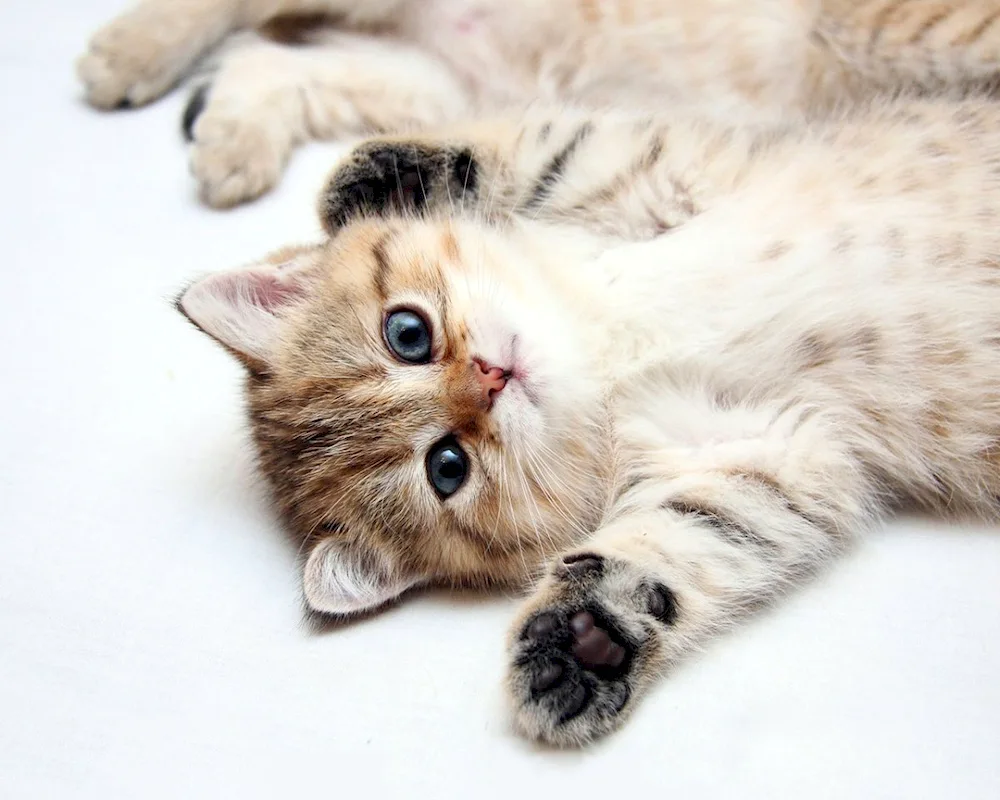 Furry kittens