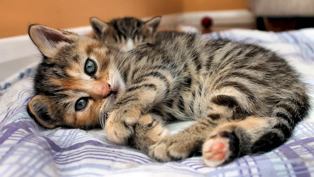 Siamese lop-eared kittens