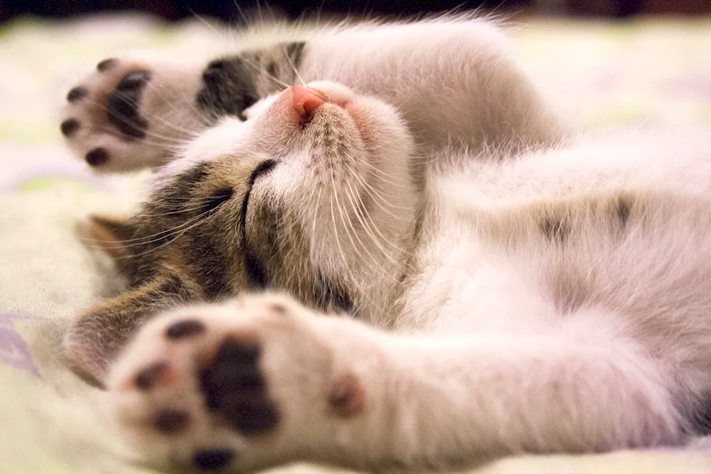 Cute cats
