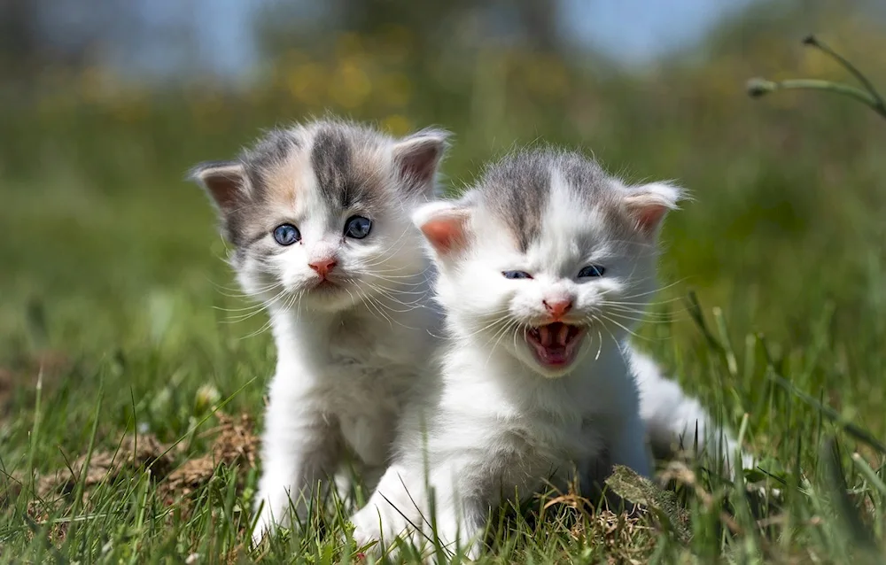 Cute cats