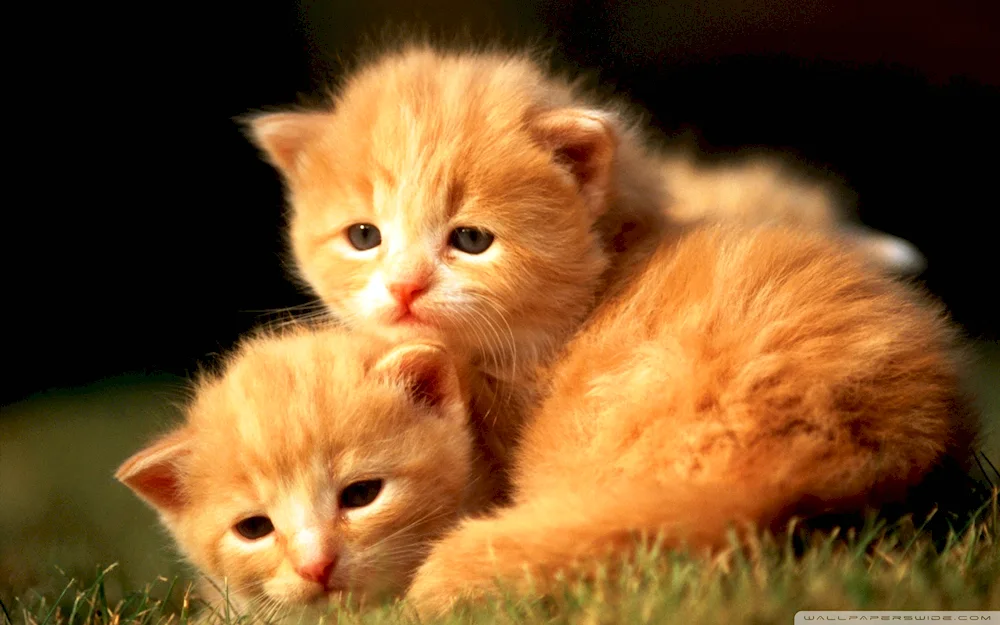 Cute kittens