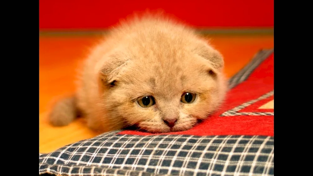 Sad kitten