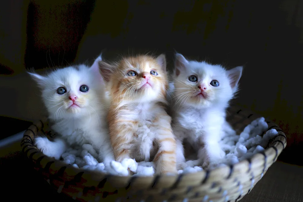 Beautiful kittens