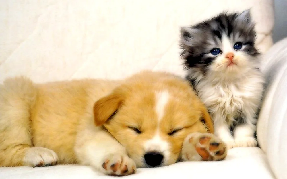 Cute kittens and puppies