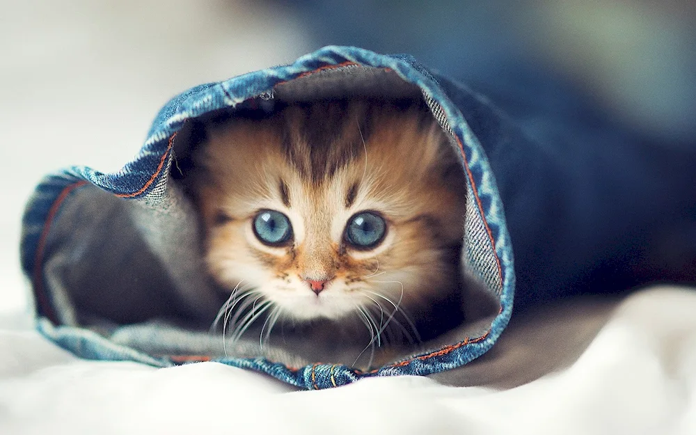 Cute kitties