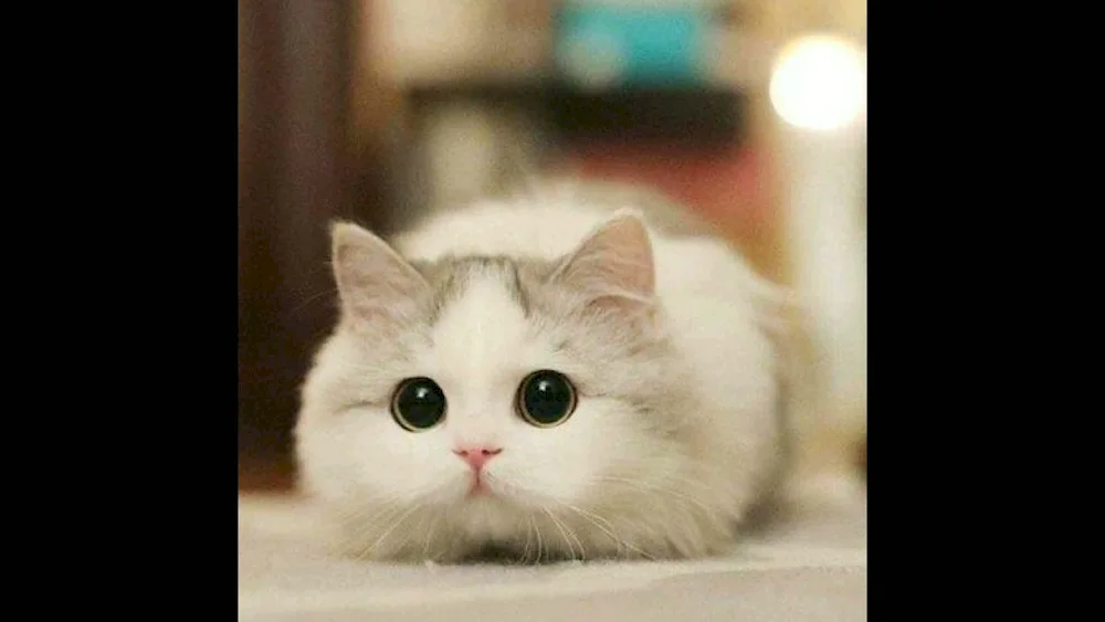 Cute avatars