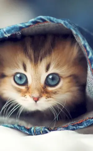 Cute kittens