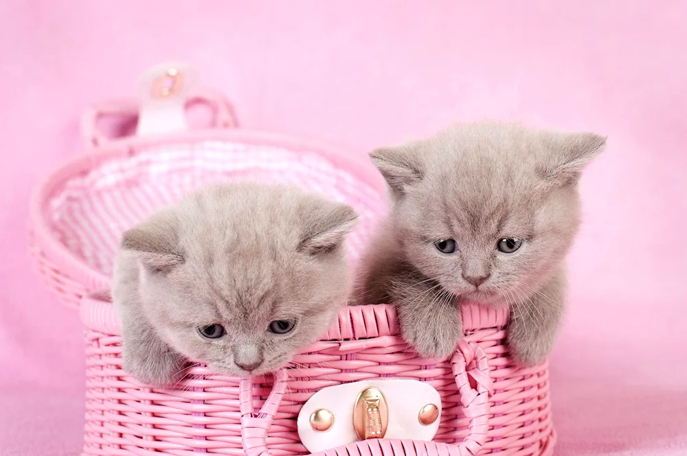 Cute kittens