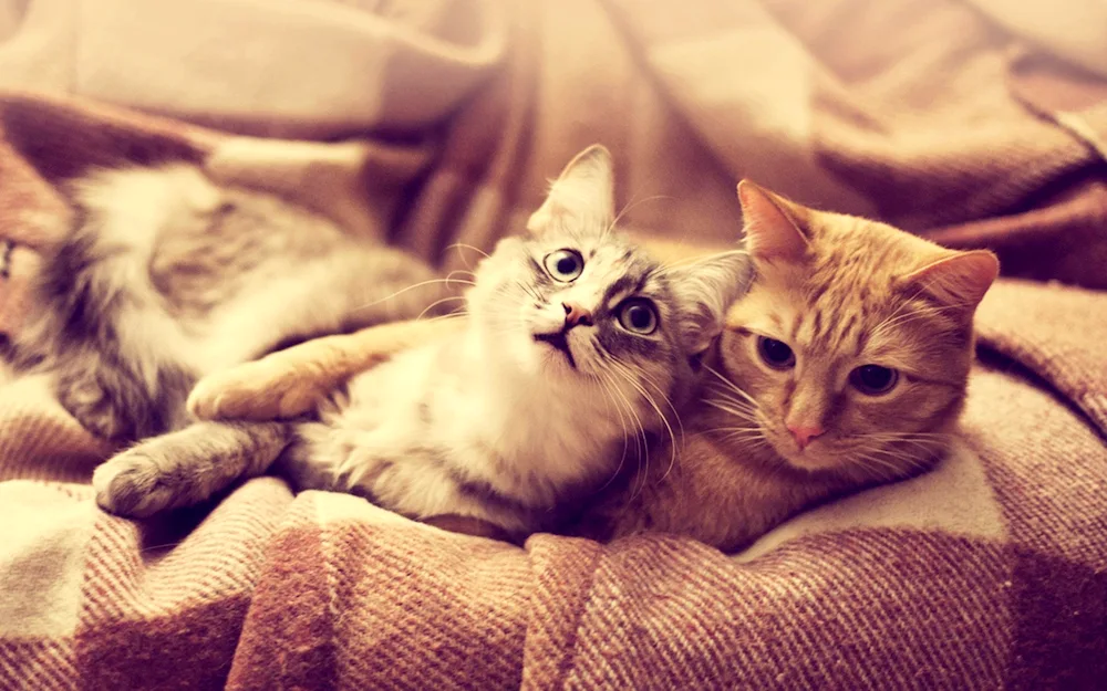 Cute cats