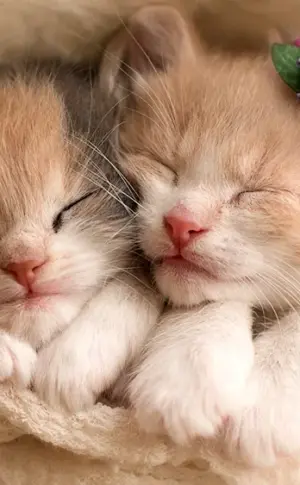 Cute kitties